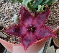 Stapelia obducta